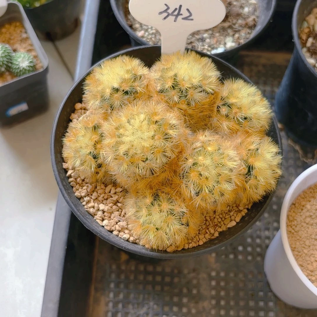 路****咂342嘉文丸仙人球