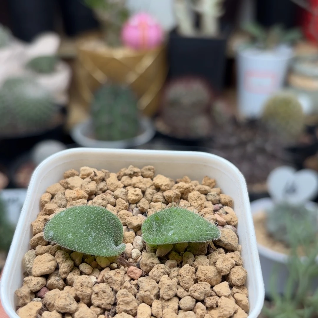 ?****?606毛叶立金花