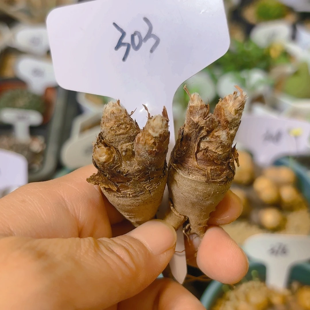 303羽叶洋葵仙人球