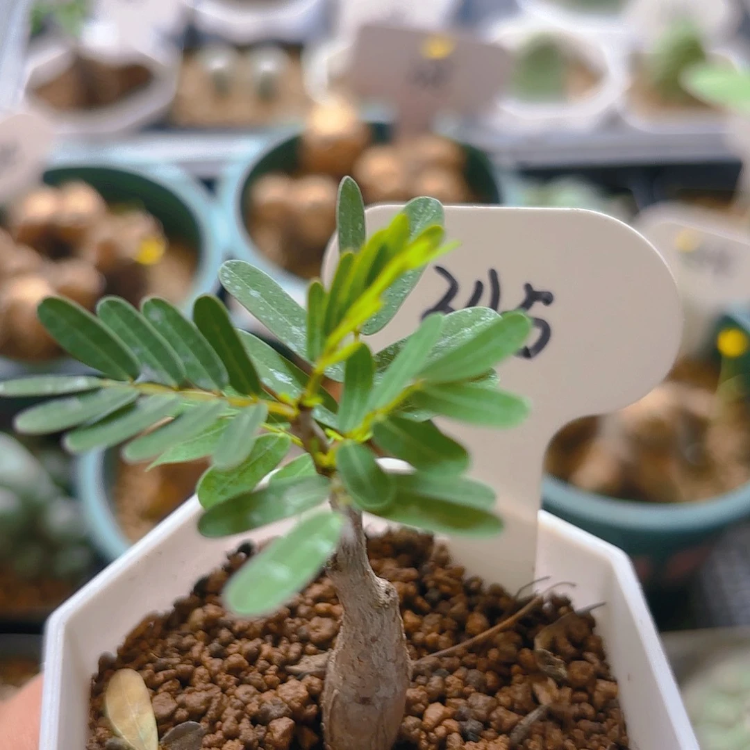 345实生苏木仙人球