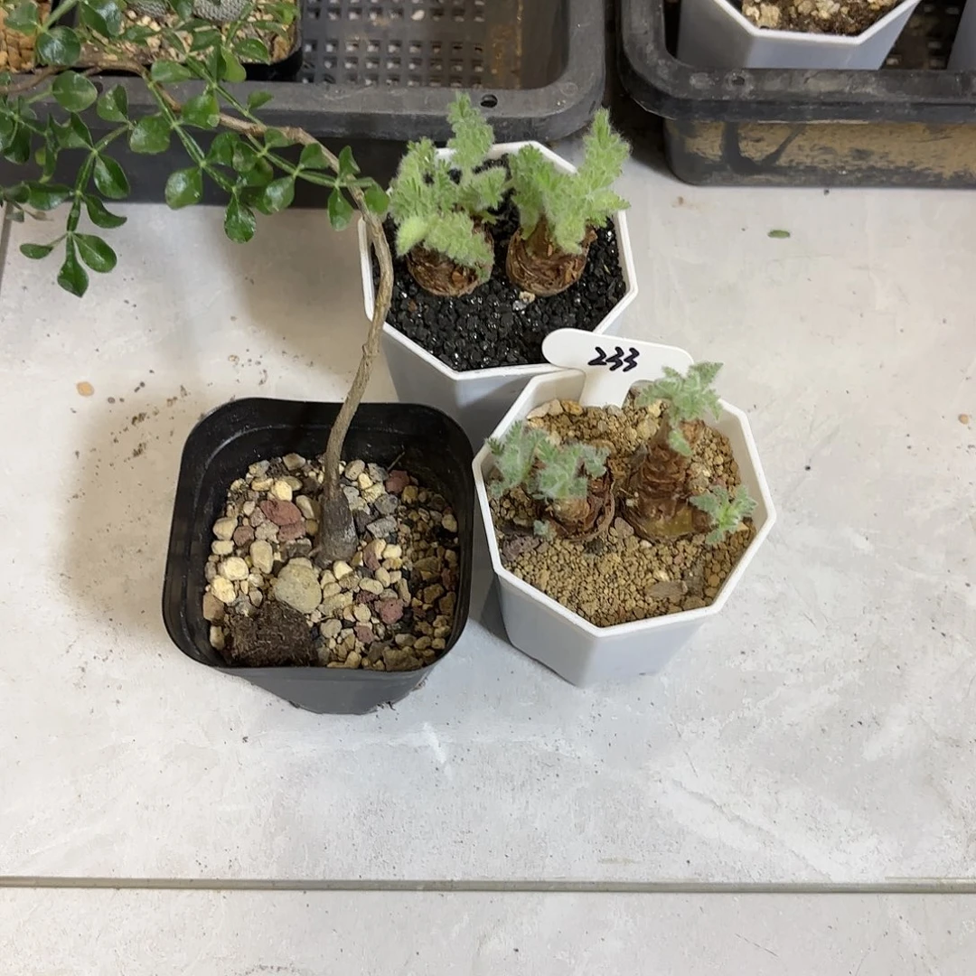 袋***_233仙人球块根三颗