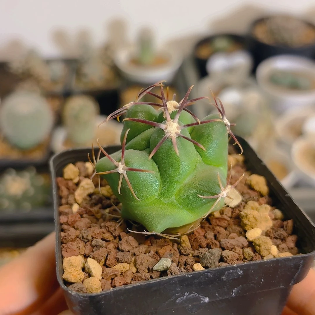 实生大红鹰仙人球