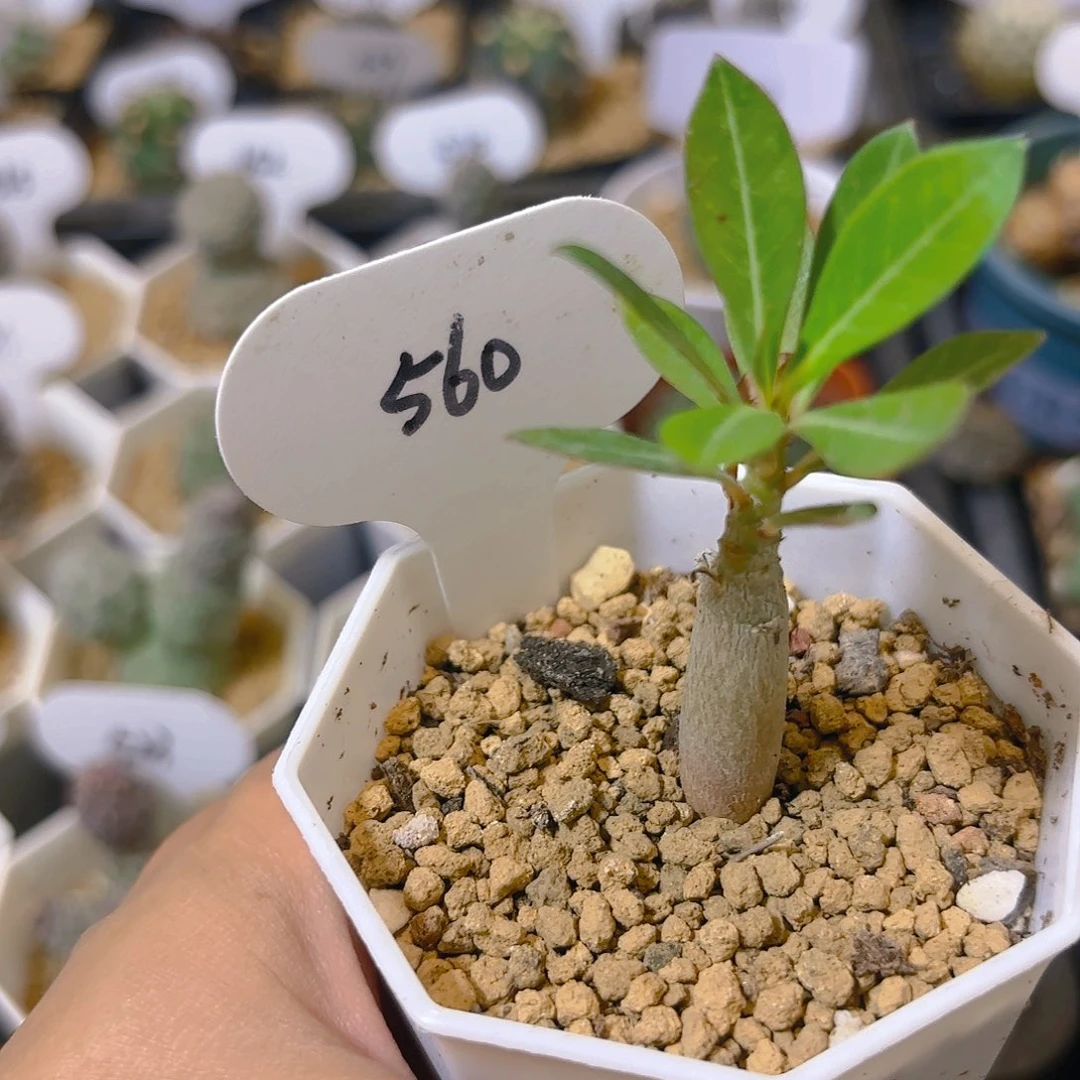 z**o560实生沙漠玫瑰仙人球