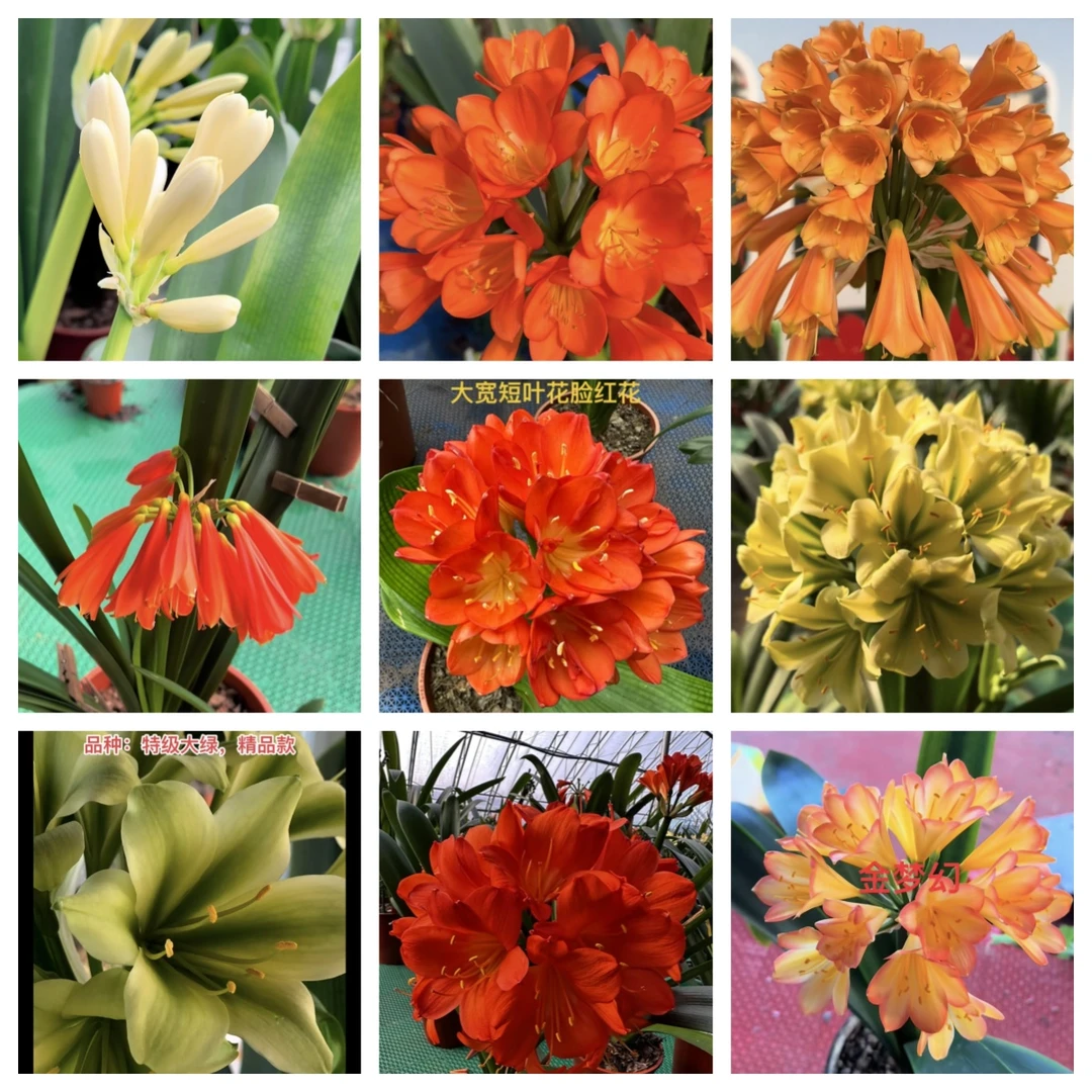 君子兰 大黄花一颗1-2片叶