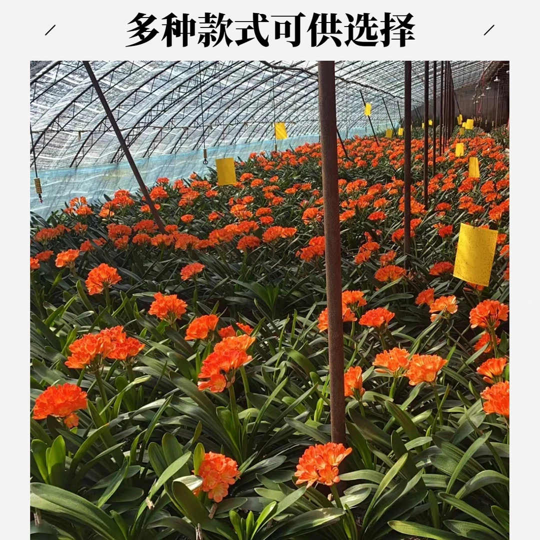 君子兰  纯种野生毛垂2颗一组 裸根