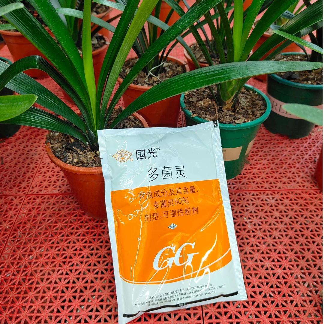 君子兰 杀菌一包