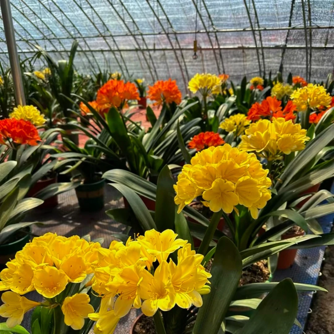 君子兰  以直播间为准