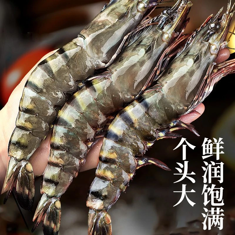 【顺丰发货】福建新鲜大号黑虎虾（每斤15-20只）净重三斤，约45-60只