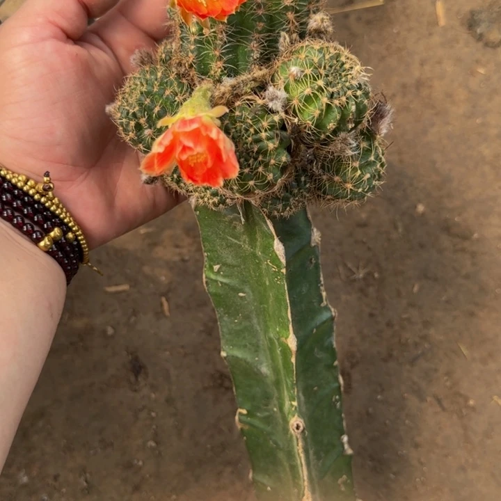 嫁接丽花脱土掰花发货299