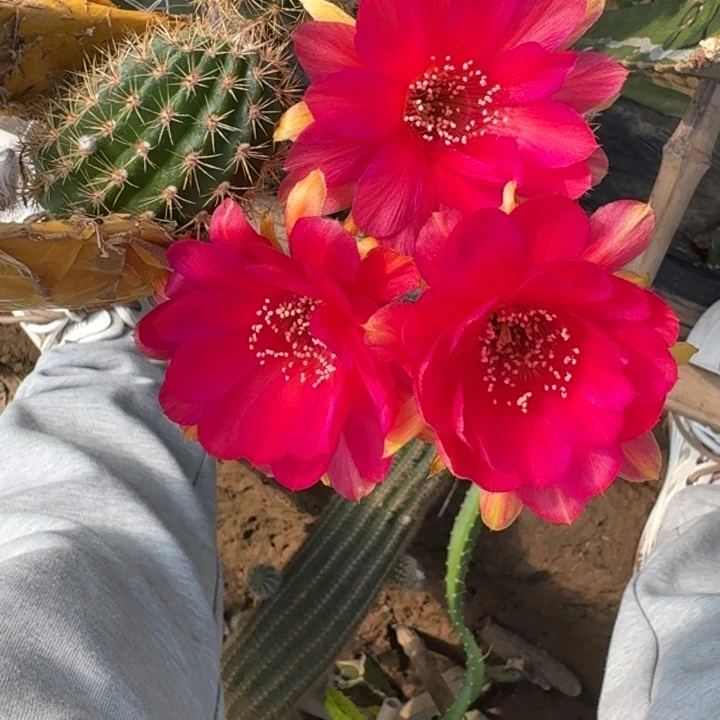 仙人球220丽花a82歪无根侧牙