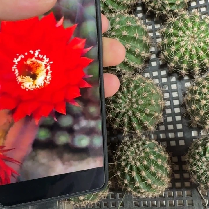 仙人球206彩草119无根侧牙