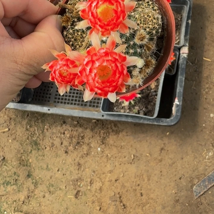 丽花脱盆脱土掰花发货软小283