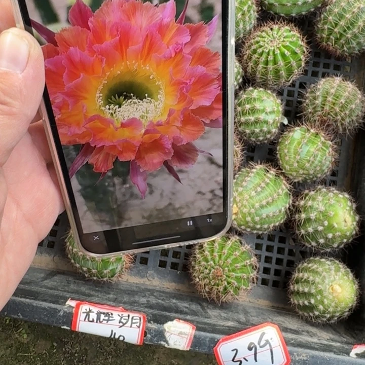 260彩草光辉岁月歪无根侧牙4公分左右