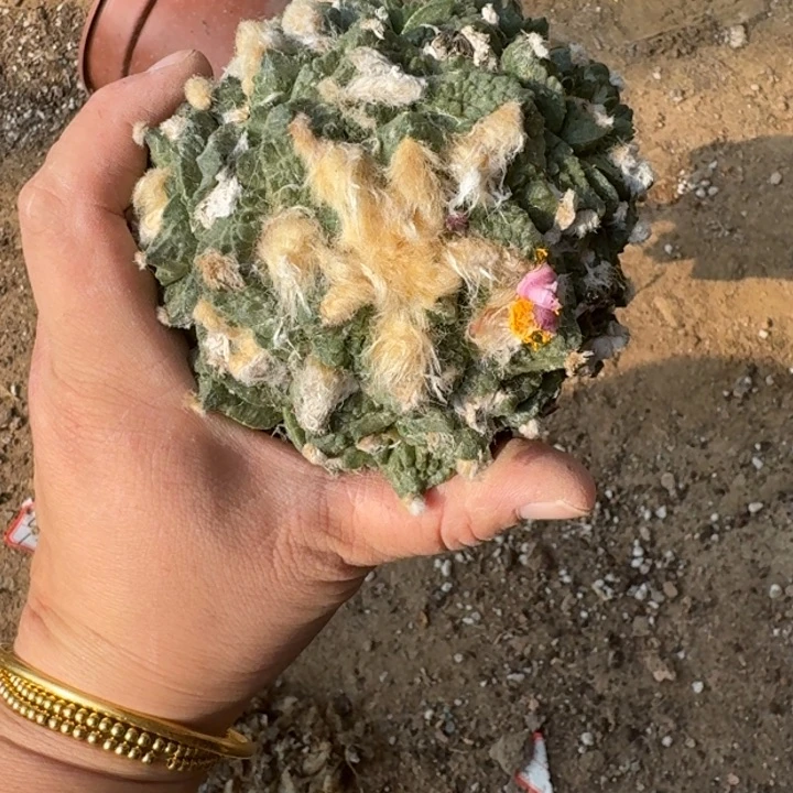 嫁接大尤植物脱土发货373瘦修根