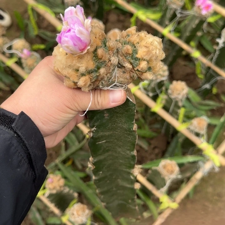 嫁接大尤植物斑修根发货258