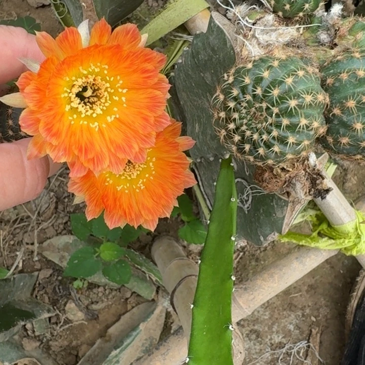 222丽花7歪无根侧牙3公分左右