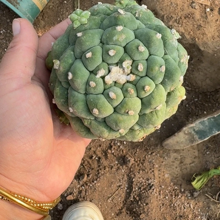 嫁接大尤植物斑脱土发货250