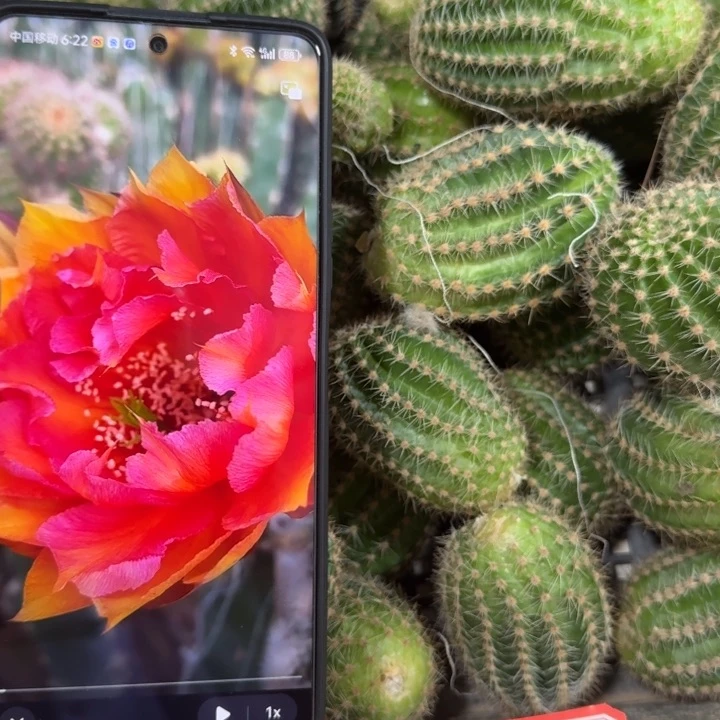 仙人球209彩草彩虹糖歪无根侧牙