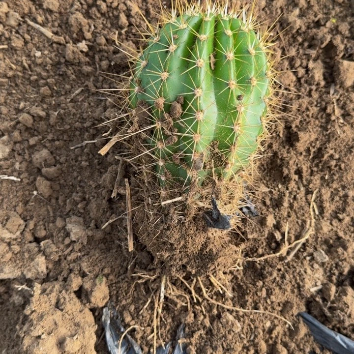 新品种毛花柱根斑，脱土发货276