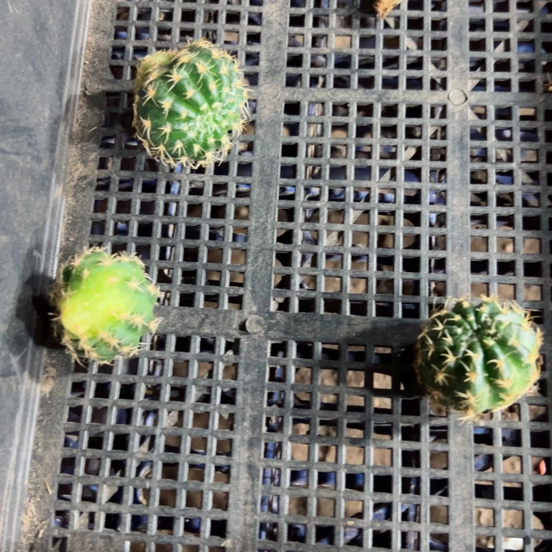 下92丽花西施歪侧芽3公分左右20包邮