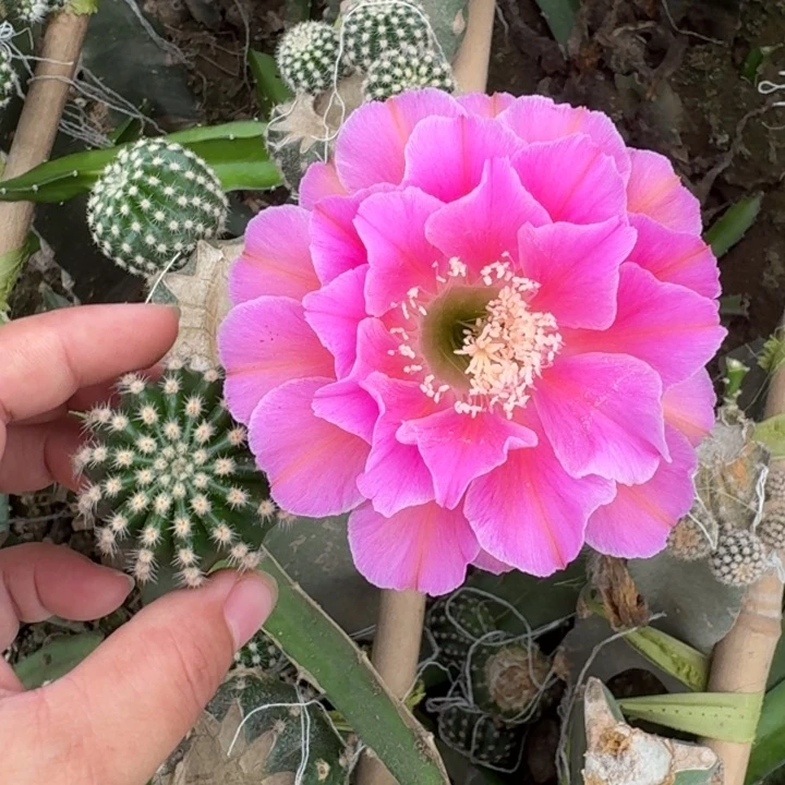 仙人球202彩草x688歪无根侧牙