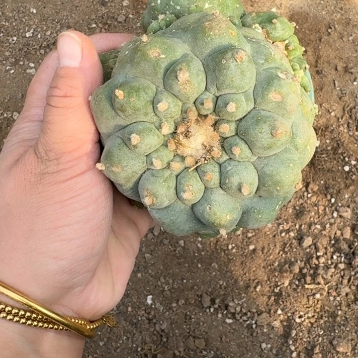 嫁接大尤植物斑脱土发货364