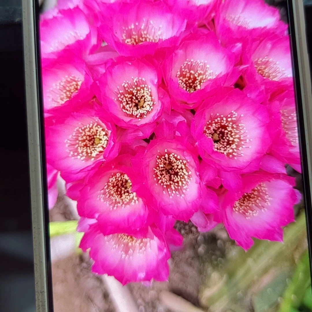 下94丽花粉恋歪侧芽3公分左右20包邮