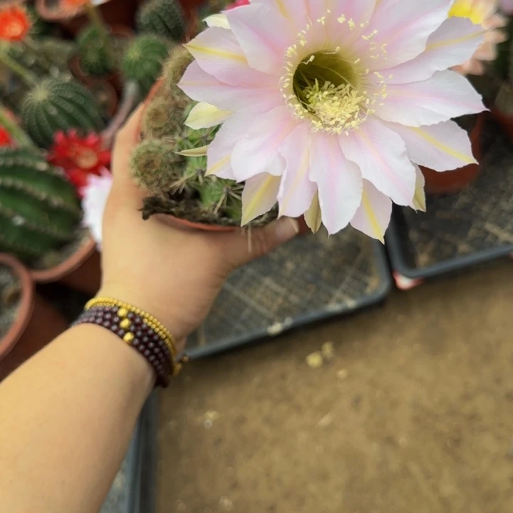 彩草斑脱盆脱土掰花发货掉侧牙无售后281
