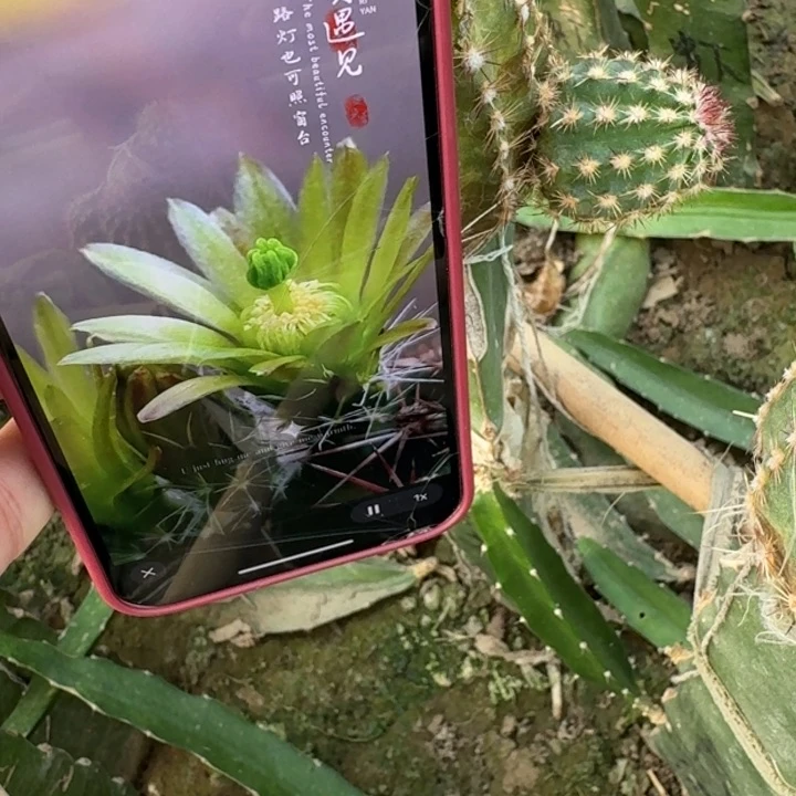 211青花,虾歪无根侧牙3公分左右伤口大