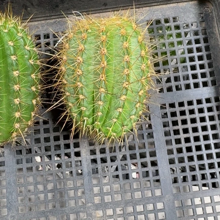 256无名毛花柱无根侧牙