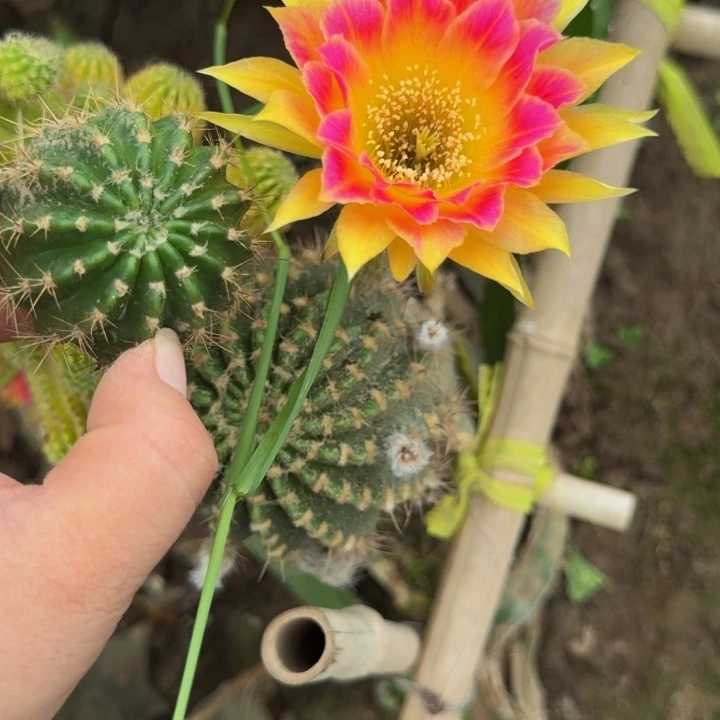 363丽花阳6歪无根侧牙3公分左右