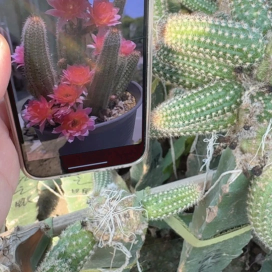 218白檀维罗纳 无根侧牙小5个