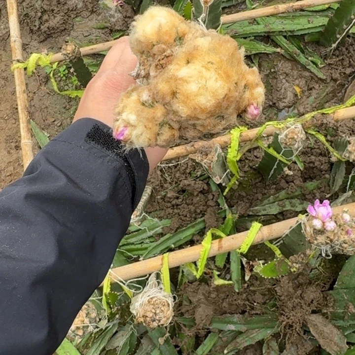 嫁接大尤植物斑修根发货261