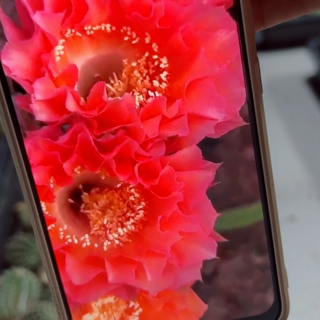 下42彩草戴斯歪不好侧芽4公分左右20包邮