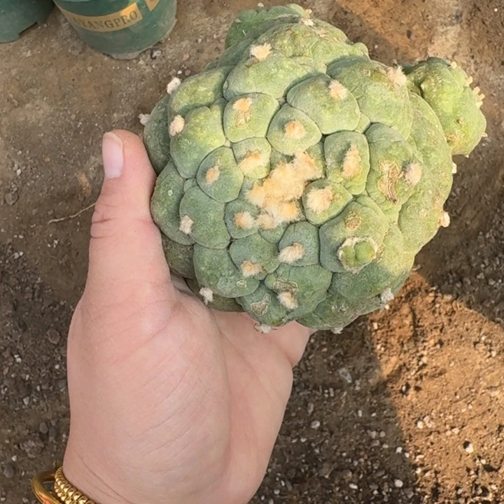 嫁接大尤植物斑脱土发货398弯