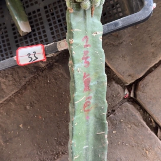 仙人球247嫁接勾宝不好