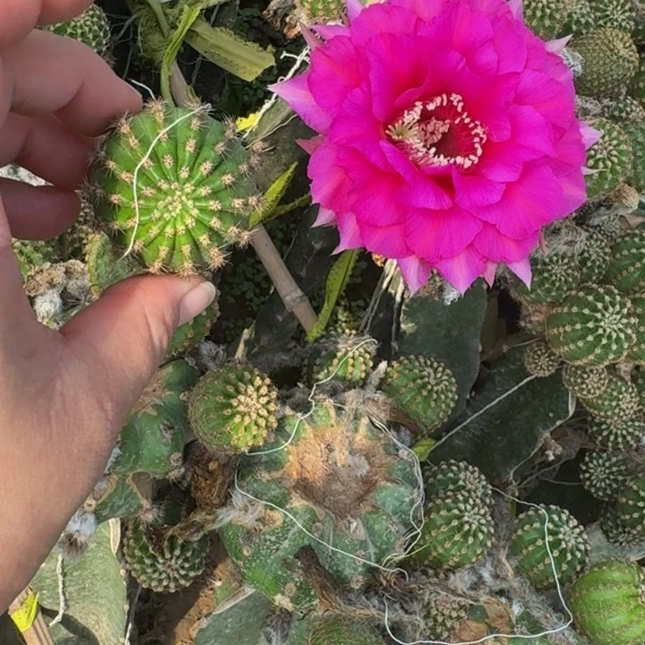 241彩草芭比歪无根侧牙4公分左右