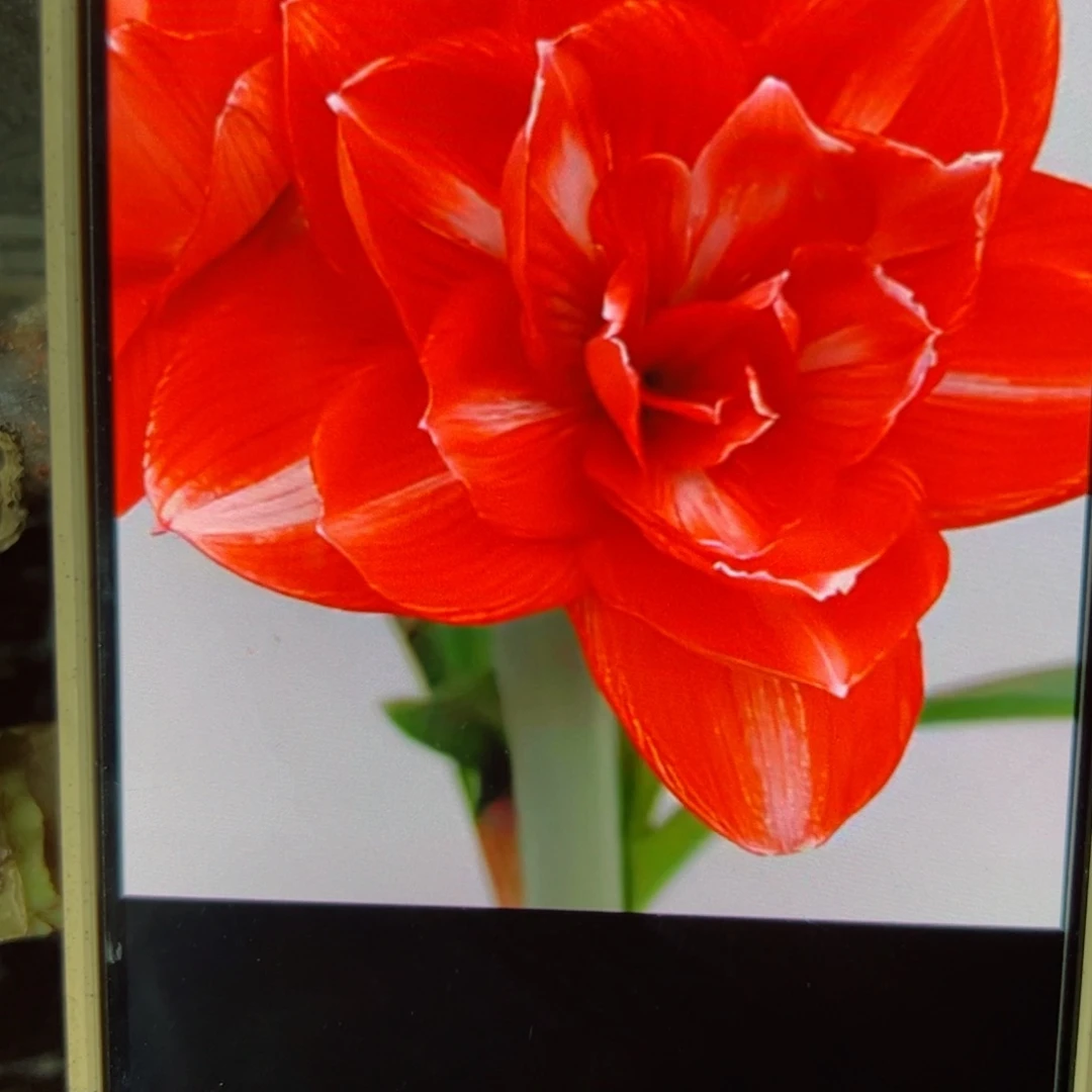 下94双重闪耀3一4公分左右朱顶红20包邮