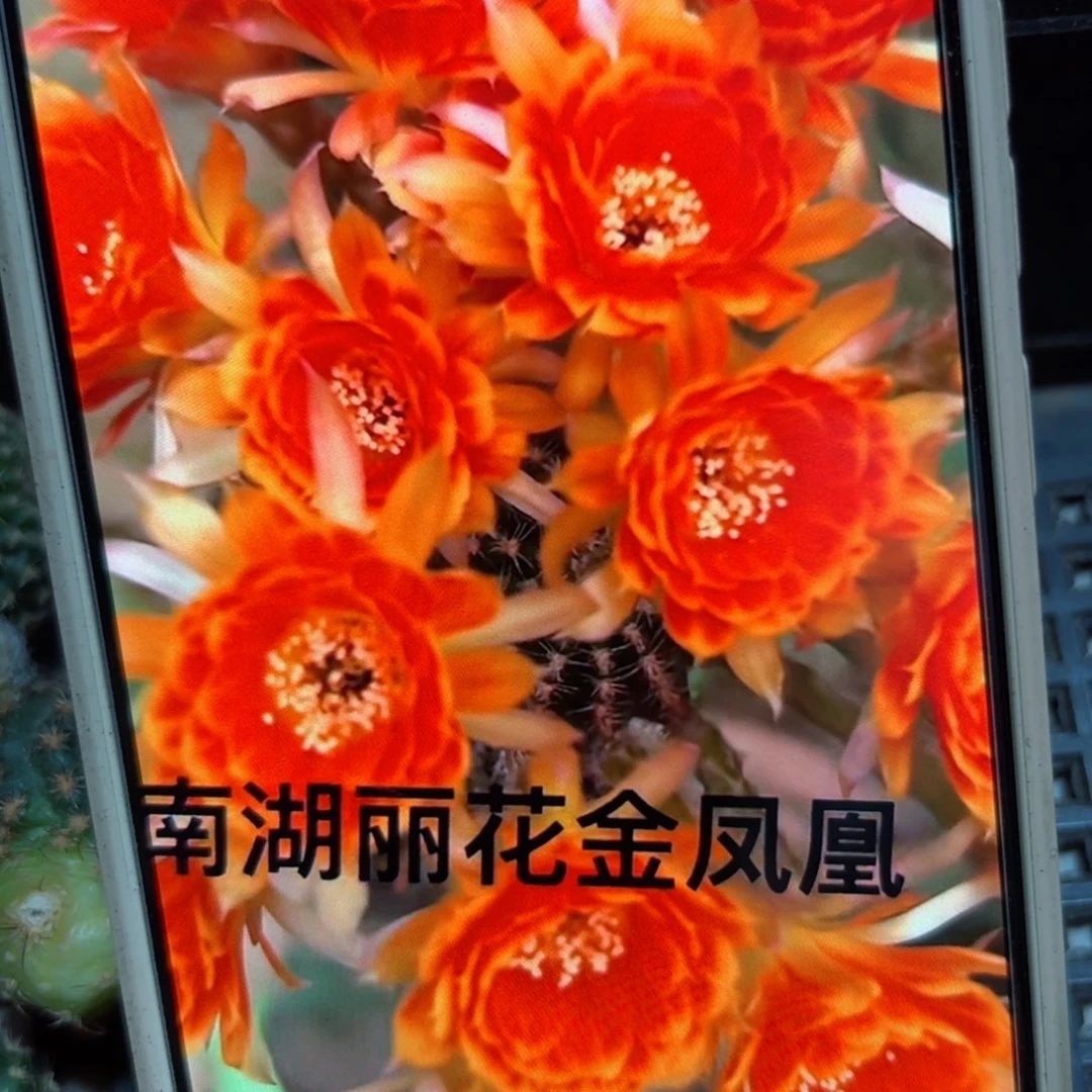 下43丽花金凤凰歪侧芽3公分左右20包邮