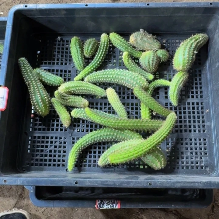 框拍无根侧牙不好无售后344