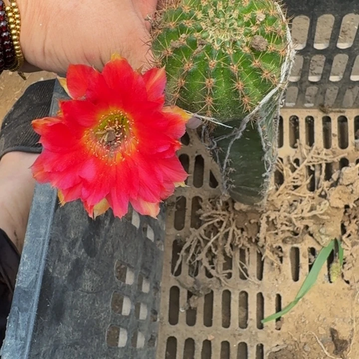 嫁接丽花掰花发货脱土442
