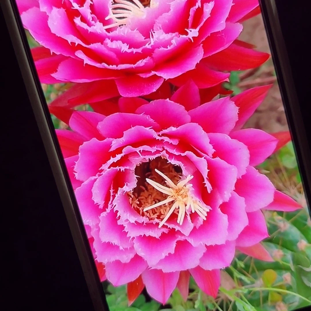 下50毛仙女歪侧芽4公分左右20包邮