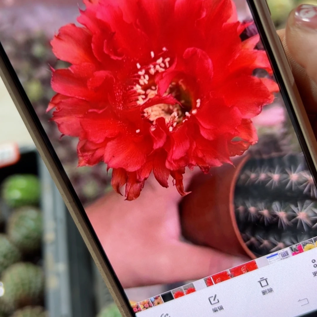 下181彩草红妖精歪侧芽4公分左右20包邮