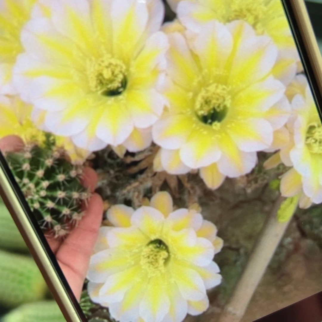 下3彩草绿冰歪侧芽4公分左右20包邮