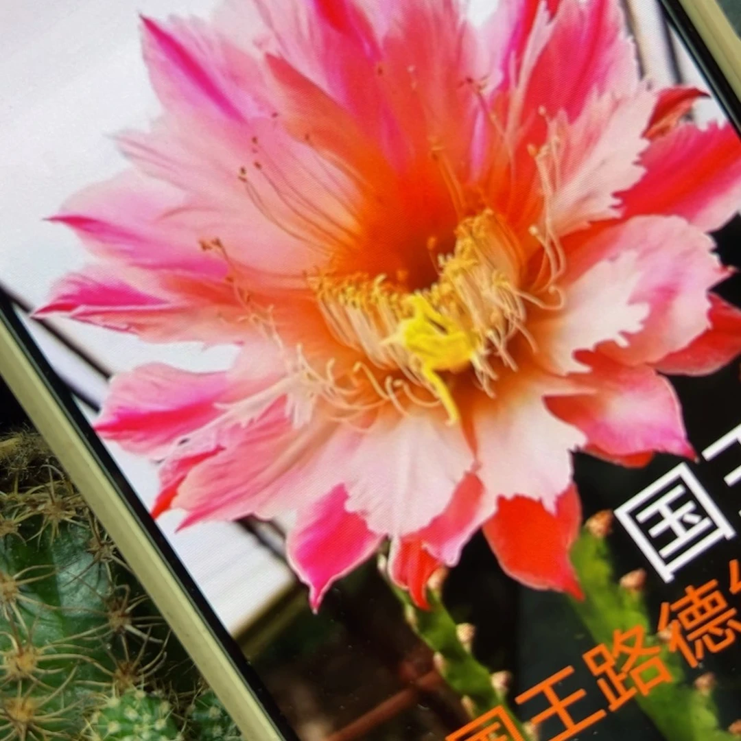 下64毛国王侧芽4公分左右20包邮
