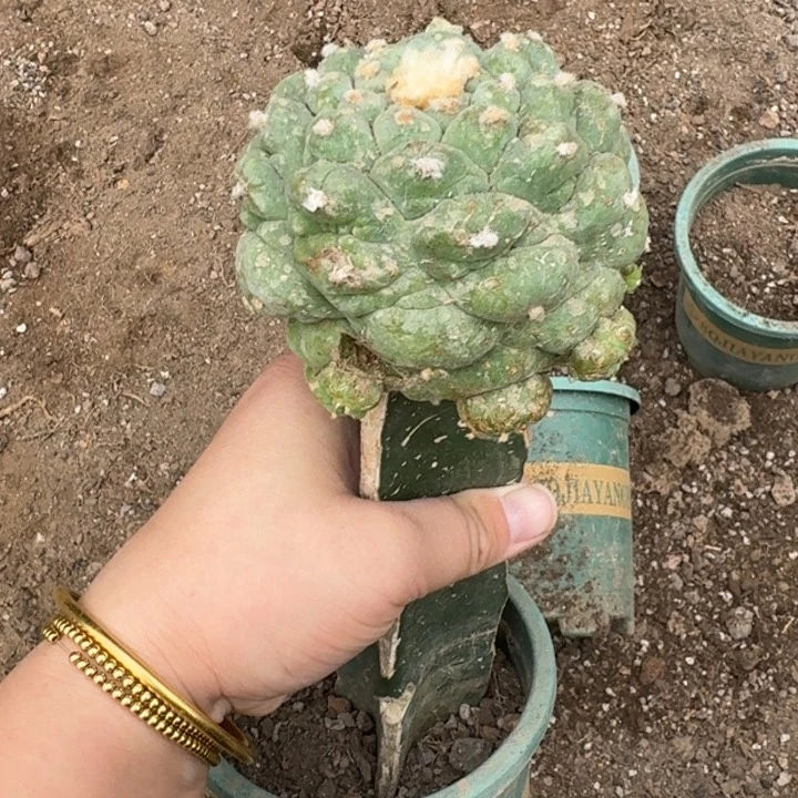 嫁接大尤植物斑脱土发货290伤