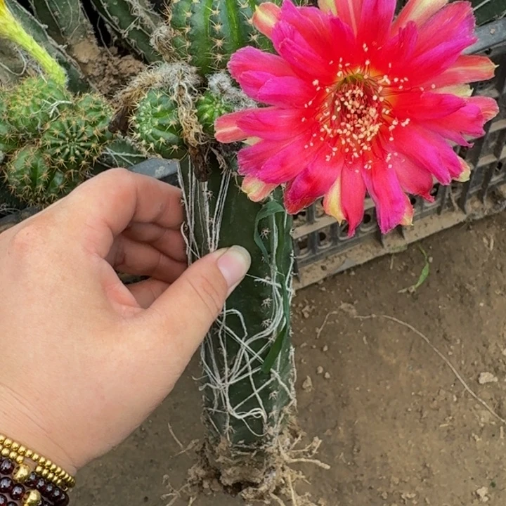 嫁接丽花掰花发货脱土428
