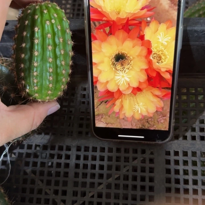 295毛花柱法三无根侧牙6公分左右