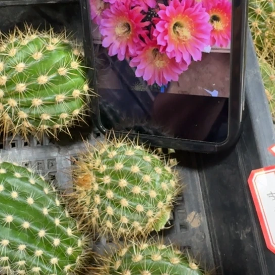 仙人球258毛花柱飞碟歪无根侧牙