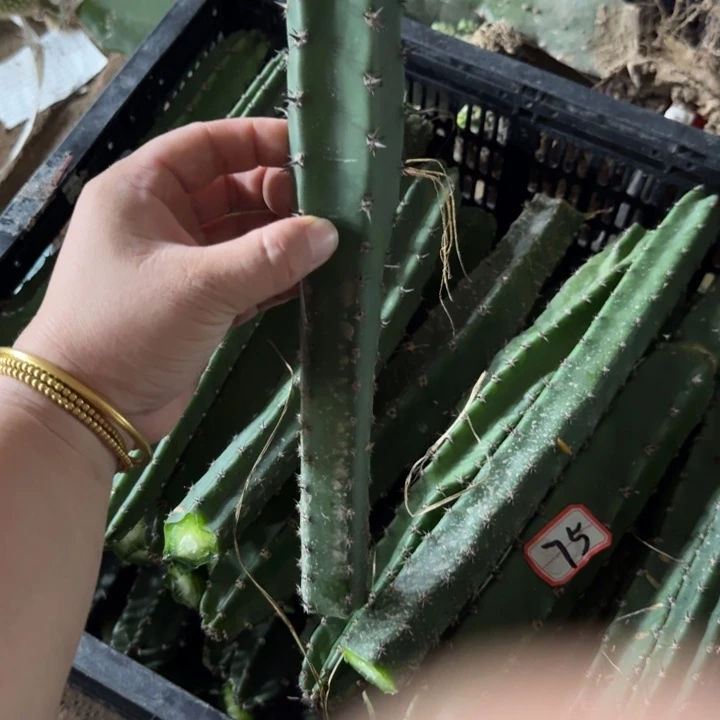 砍头黑刺无根侧牙25公分左右3个